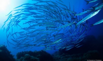 gallery Biteaccommodation.com